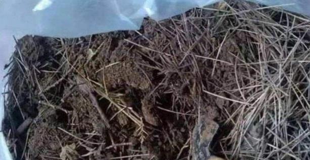 以下东西不要扔了,土里拌一些,养花效果好,改善土壤!