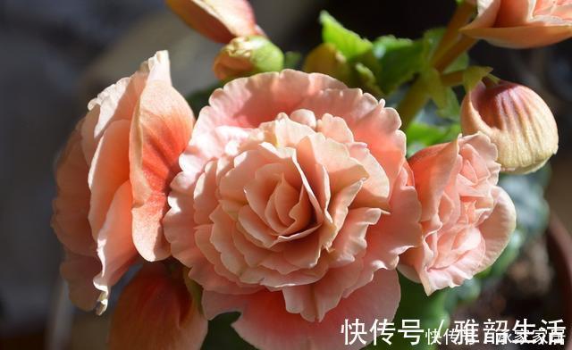 家里养了这“5种”花的，夏天要少浇水，不然一周内必挂