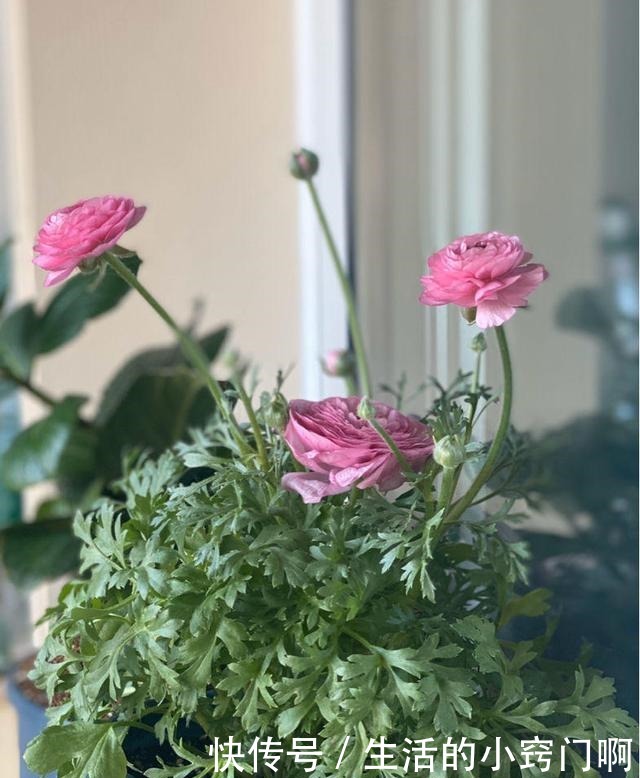 4种“漂亮花”,炎热夏天里,一浇一个死,管住手,花满头!