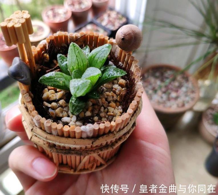 养多肉怎么争“天时地利”盆栽做到4点,叶子全年糖果色