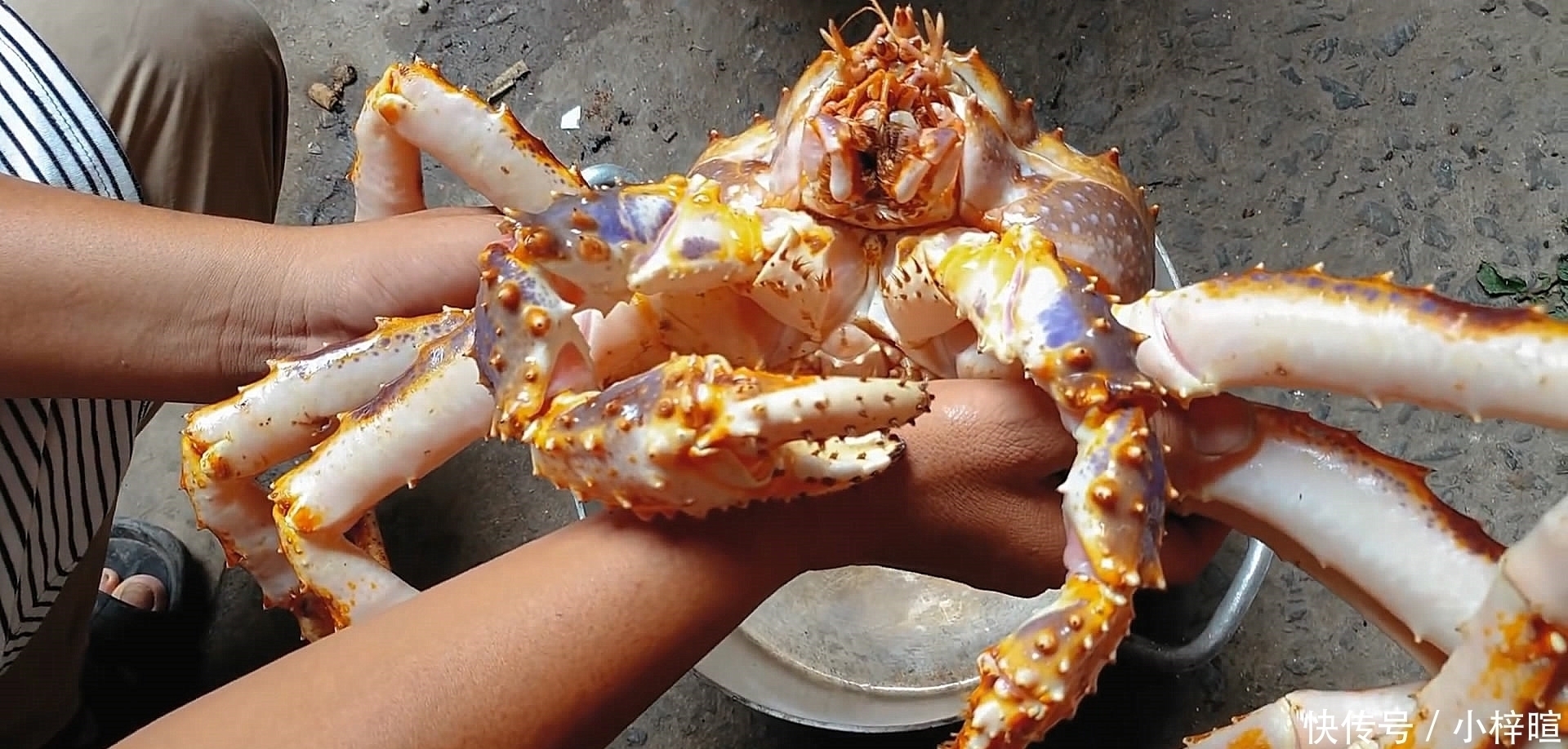 只帝王|花500元买了只4斤的帝王蟹，准备年夜饭吃，煮好掰开壳有点“懵”