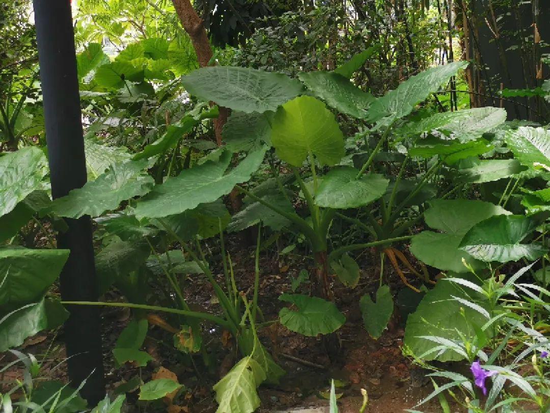 有毒性|20种有毒花,出门别乱摘,有小孩的特别注意