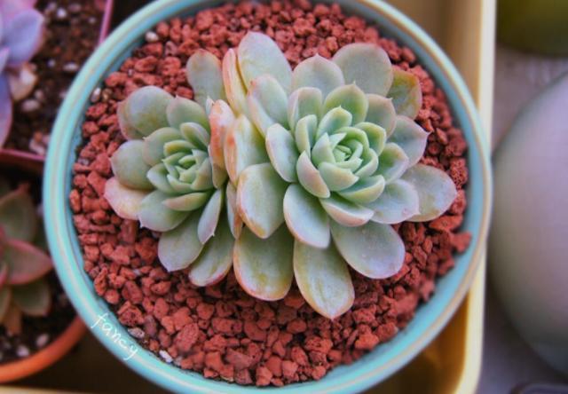 多肉冰梅养护，操作简单，夏季叶子五彩缤纷，做到3点轻松爆盆