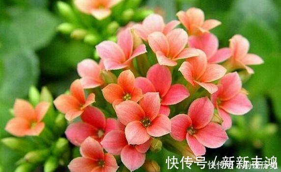 4种花号称开花劳模，四季花开，花多易爆盆，超美的