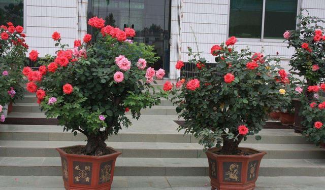 屋顶花园养月季,注意“浇水施肥修剪”,一棵开300朵,花开不断