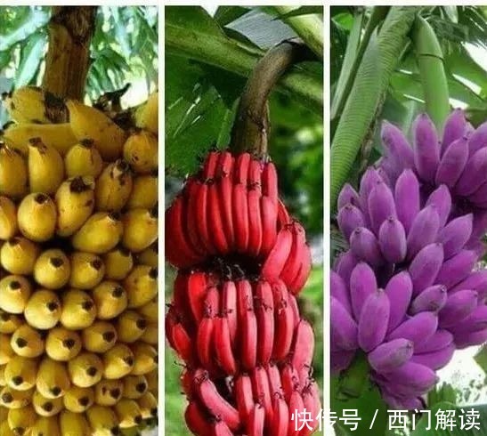 你绝对没见过的奇特的瓜果蔬菜!大开眼界!