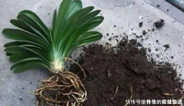 君子兰|君子兰不见长是你这三点没做好,改变方法,让养殖变得轻松!