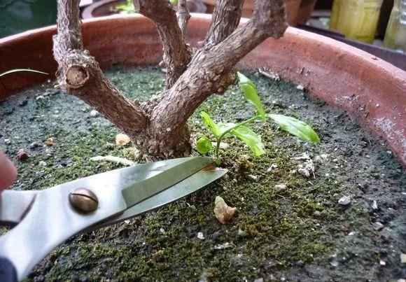 10种花,现在抓紧剪,更抗冻、好过冬!