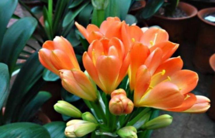 此款|家里阳台养此款花,新手也能养爆盆,花香四溢飘满屋