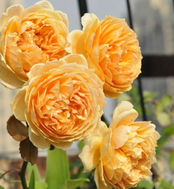 除了菊花,不如养盆“玫瑰上品”贵族礼光,雍容高贵,美艳绝佳