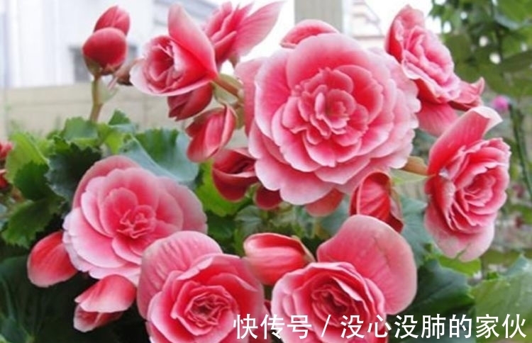 几种花很适合阳台养，花香四溢，花朵烂漫迷人，开花一簇簇