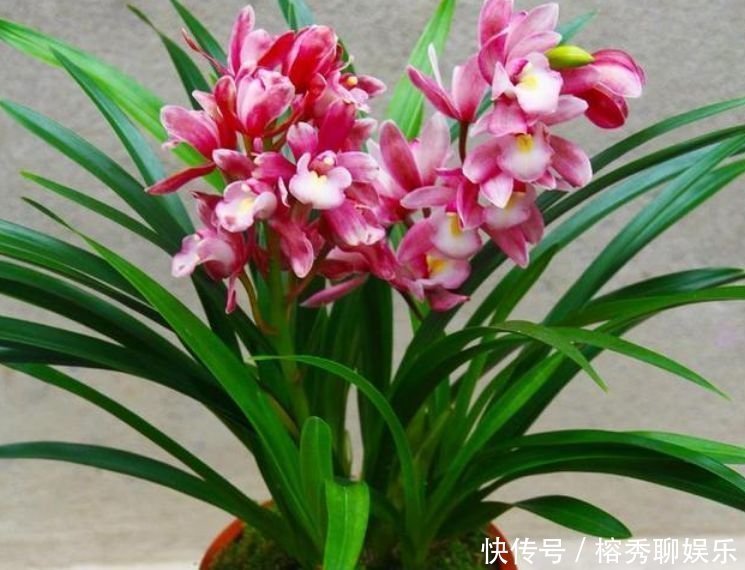 最香的“4种花”,好养又漂亮,花香醉人,谁养谁喜欢