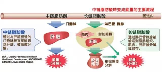 营养物质|越胖运动减肥越难?是你没用对方法,用这个方法助你减脂事半功倍