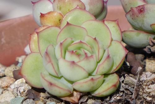 漂亮|封闭阳台养什么多肉最合适，老花友诚心推荐这12款，省心又漂亮