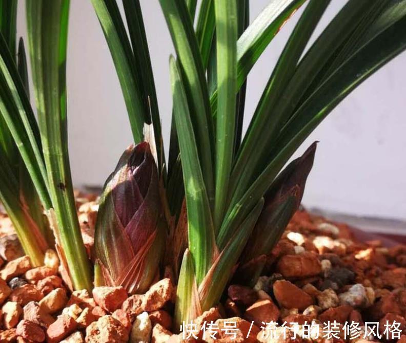 秋冬室内盆栽兰花,暖气一开叶子就干尖泛黄,该怎么预防挽救?