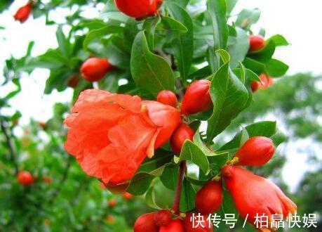 花朵大又红，寓意着子孙满堂，不抽烟、不喝酒也要养两盆