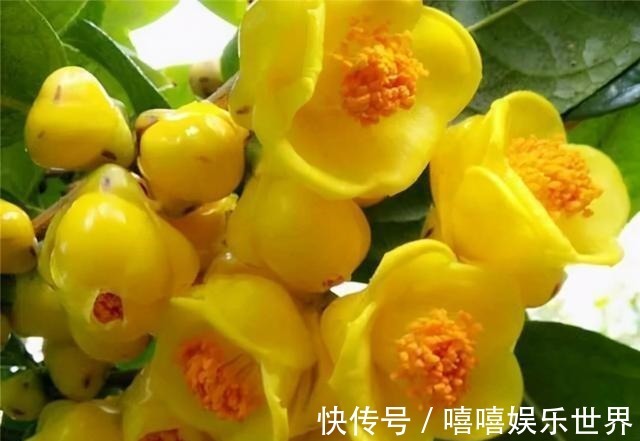 泡水|此茶花为我国独有,被誉为“植物黄金”,通体金黄,有钱难买到!