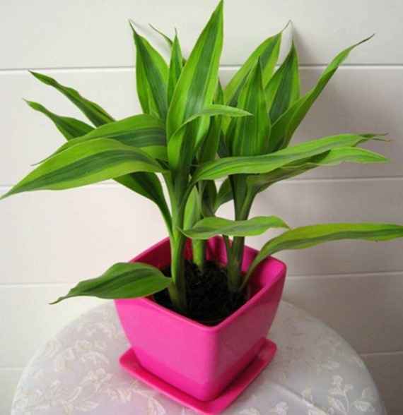 三种”招财花“不要买仍在盆中就成活,一星期就可生根!