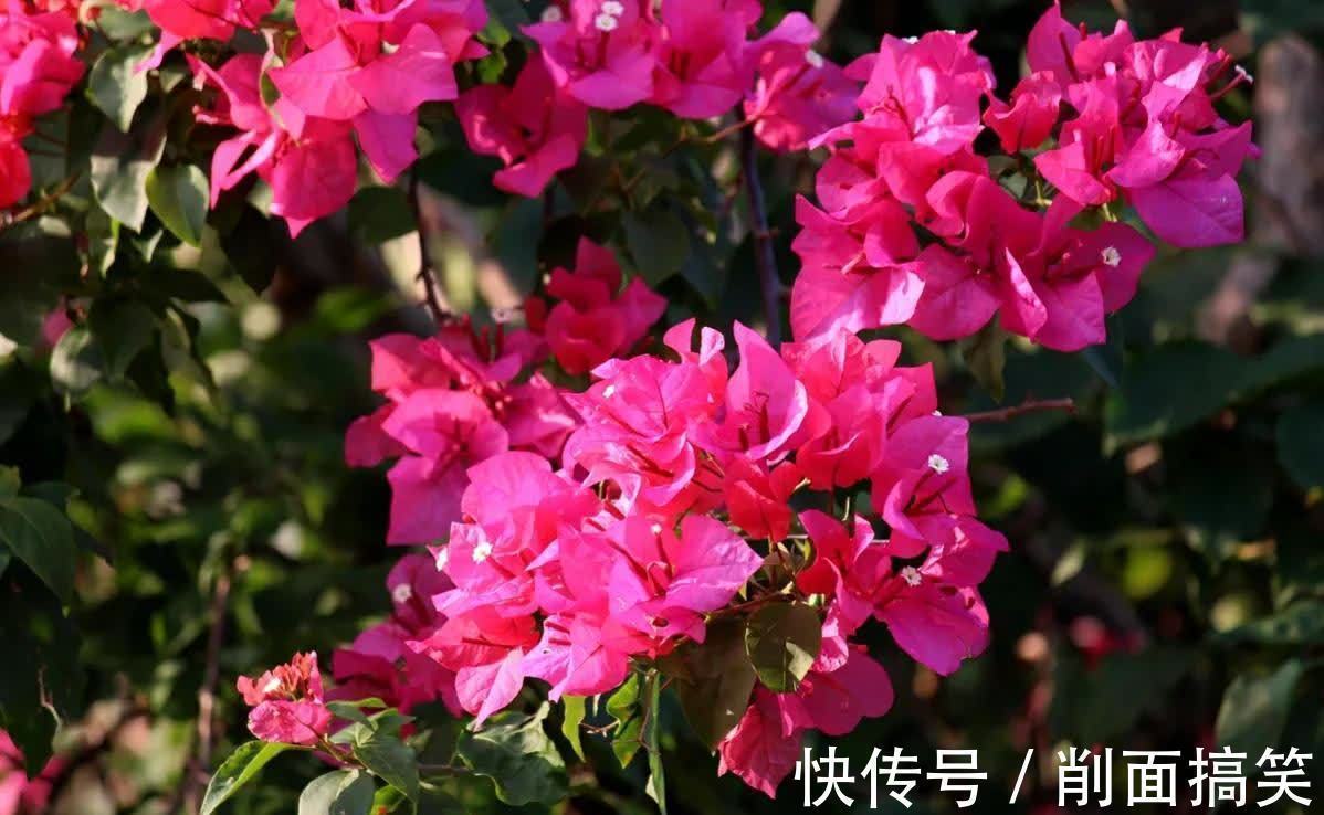 初秋三角梅还不开花,做好这四点,开成大花球也不难