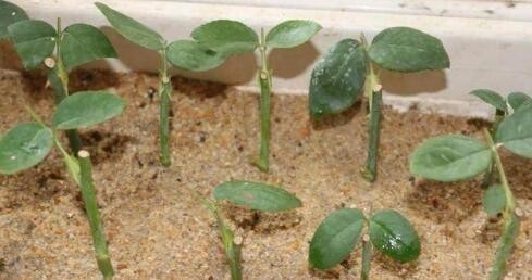 花卉|春天扦插抹点它，3天就能生出大白根，不花一分钱，蹭蹭撑爆盆！