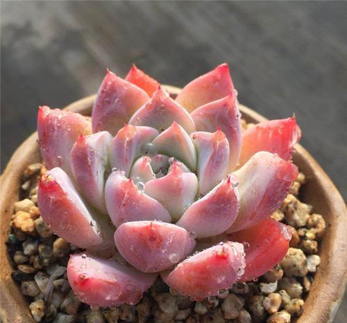 多肉|忘了奥普琳娜吧,养一棵阿尔巴佳人,叶片更肥厚,容易出状态