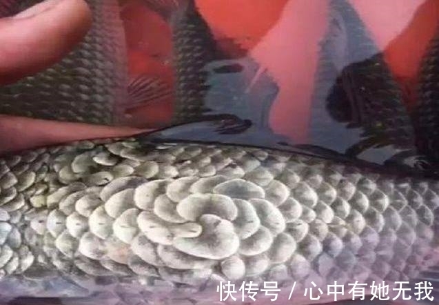 放生|小伙河边钓鱼,发现钓上的鱼不对劲,小伙瞧了一下鱼鳞,赶快放生
