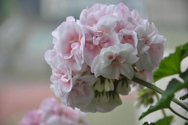 天竺葵神奇的“一劈”,给予适量的水,温度,不几天就能生根成活