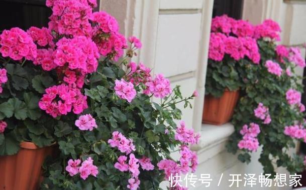 鸡蛋壳别扔了，拿来养花“作用大”，但要用对方法，好多人用错