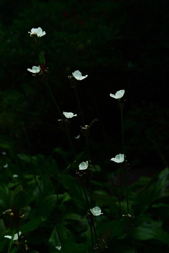 解放公园 谁道人间四月芳菲尽？武汉六月盛芳菲