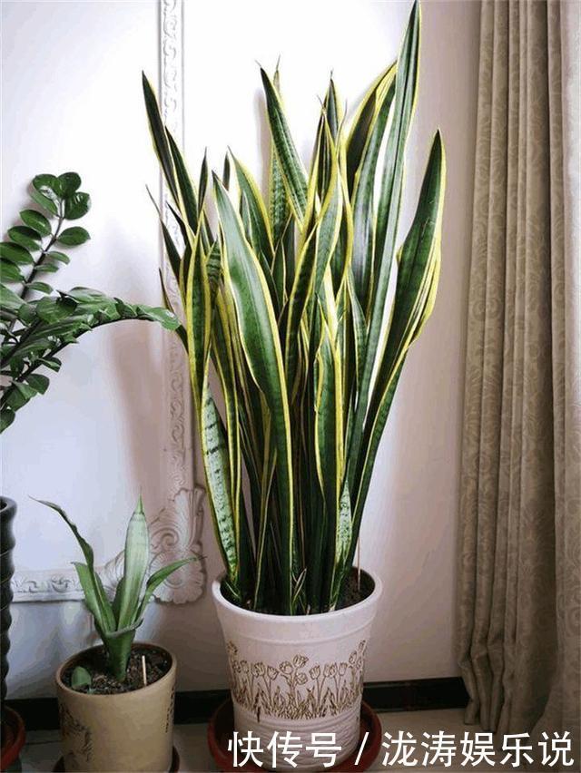 花盆|她养的虎皮兰,三年长到2米高,秘诀只有2个,花友虎皮兰巨无霸