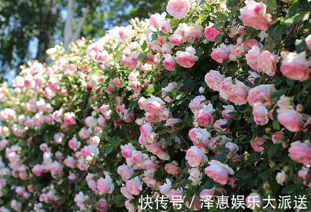 肥料|抓住月季花的“开花季”，做好“1点”，一次开爆“上千朵”