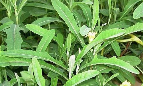 女性想爱美，多吃以下食物，淡化色斑，延缓衰老，美白肌肤