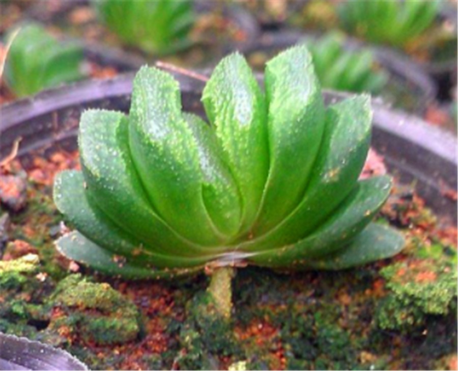 霓虹灯|5种不喜欢阳光的多肉，晒多了就变丑，有1种价值20万