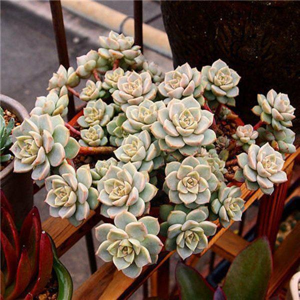 6种多肉,夏天“娇滴滴”,浇水抖抖手,空盆一大半