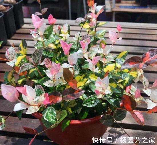 寒冷|寒冷的冬天阳台“冷清”，养5种花，叶子比花美，不开花也漂亮