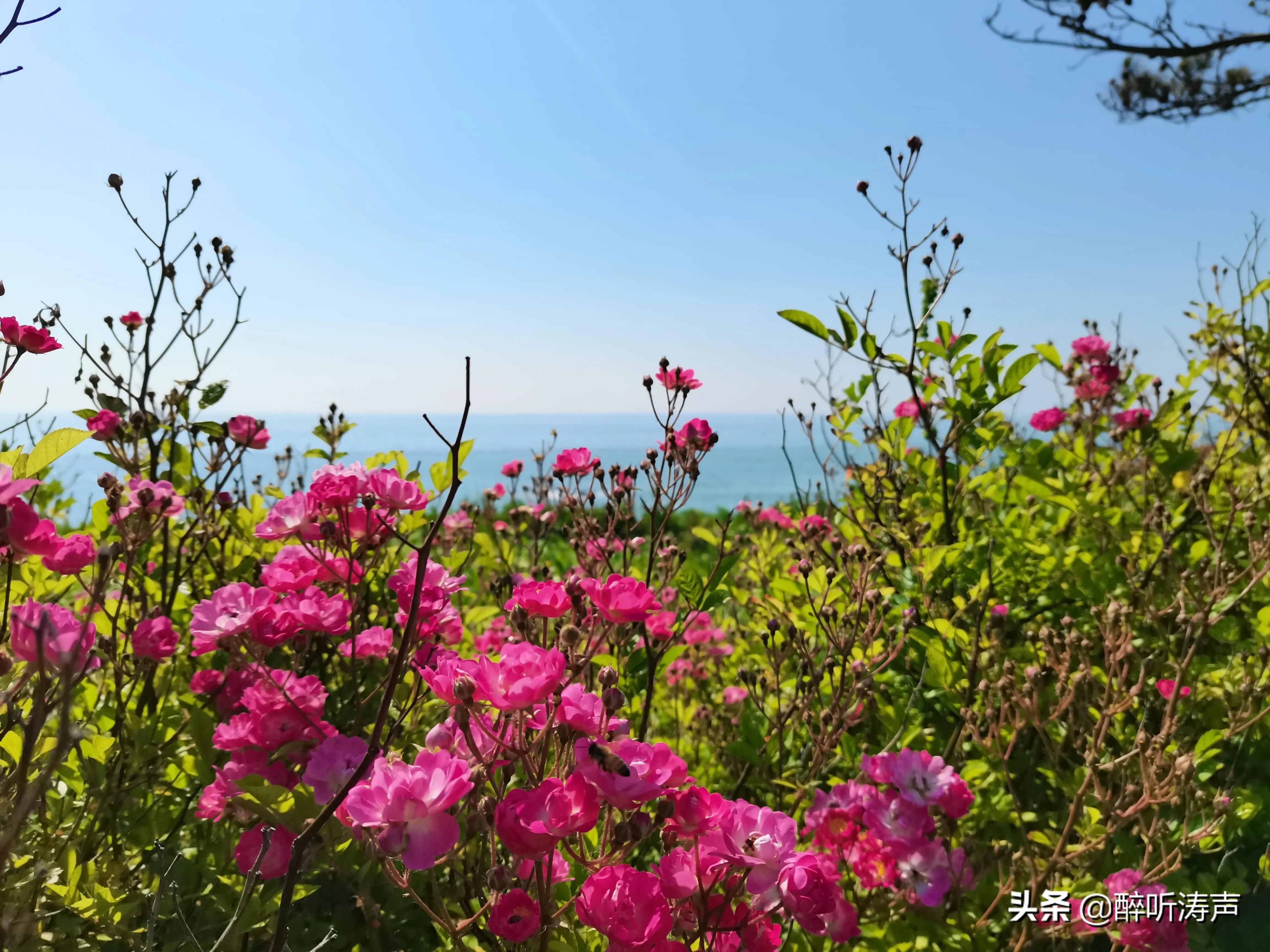 难以形容|天蓝海蓝花海一片片，难以形容的东环岛路之美