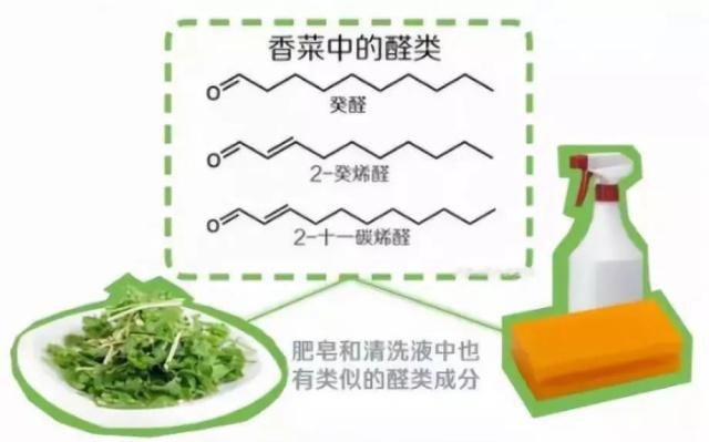 菠菜|爱不爱吃香菜由“谁”决定?