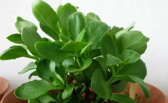 入冬后,这些花别折腾,越折腾越死