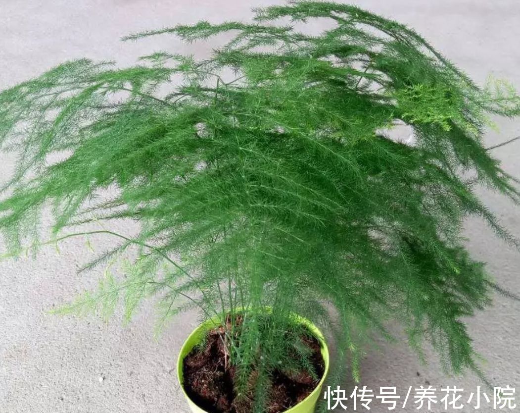 文竹叶子发黄，多是3个方面没做对，该如何解决呢？