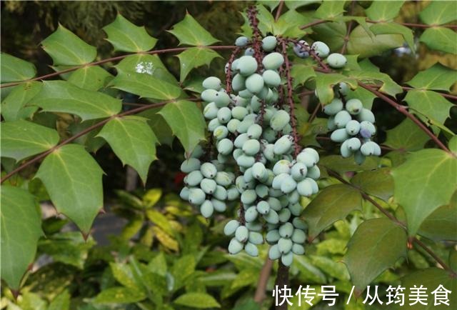 乡下一种“杂木”,叶片满是尖刺,猫儿看到都躲着走,其价值珍贵