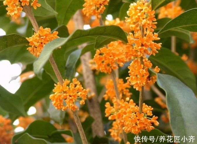 修剪|如果桂花不开花,现在做好3步,快速长满花苞,满屋飘香