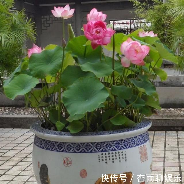 清香|6种佛教圣花，个个都是吉祥花，家里养一盆，养心又养身