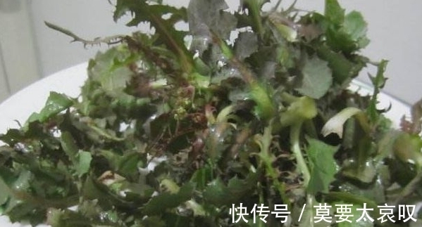 苦菜|农村一种常见野菜，每天能吃一次，身体健康不用愁，能防治癌症