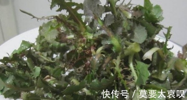 苦菜|农村一种常见野菜,每天能吃一次,身体健康不用愁,能防治癌症