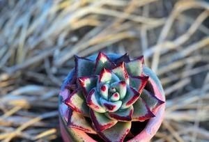 养多肉乌木,狠心折磨一年,挺拔又亮丽,人人见了都夸美