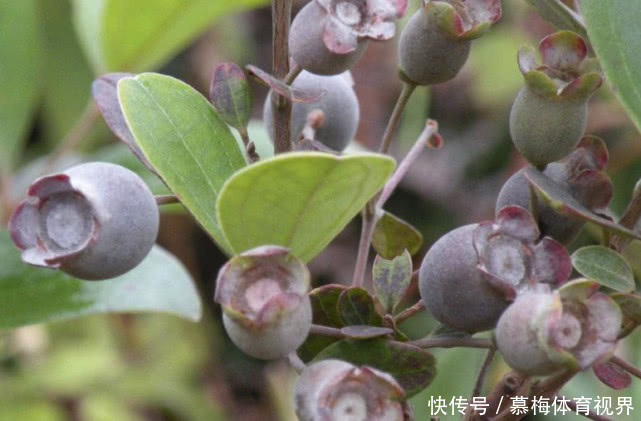 接受|老外眼中“中国最难吃”的4种水果,第2种看着像红薯,难以接受