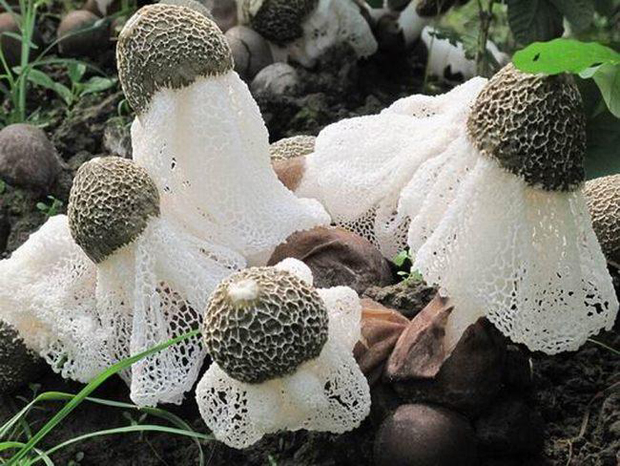 推崇|农村竹林里的“白蛋”,营养丰富,如今却被央视推崇