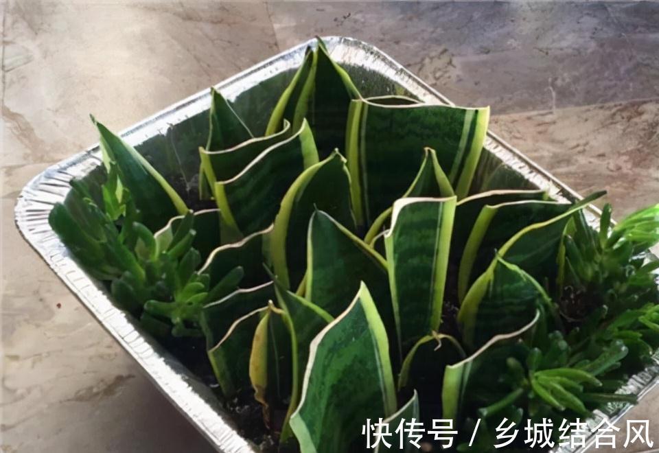 5种“漂亮花”,掰个叶子插土里,7天长出大白根,一盆繁殖几十棵