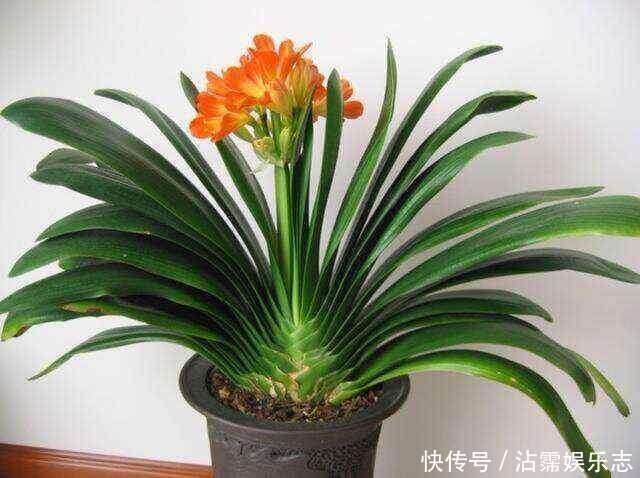 剑叶石蒜|君子兰是“懒汉”，要懒养，不黄叶不烂根，年年开花多，美呆了