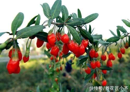 只养花太单调,家中也可以盆栽果树,这3种果树,盆栽结果量大